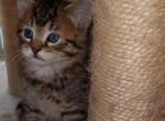 Brownie - Maine Coon Kitten For Sale - 