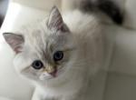 Lord of the rings male kitten - Scottish Straight Kitten For Sale - Celebration&comma; FL&comma; US