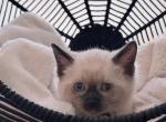 MAX - Siamese Kitten For Sale - Morristown&comma; NJ&comma; US