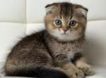 Half and Half chinchilla - Scottish Fold Kitten For Sale - 