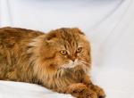 Hamilton Sweet Miracle - Scottish Fold Cat For Sale - Conroe&comma; TX&comma; US