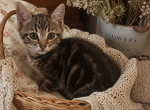 Tabby - American Shorthair Kitten For Sale - Clovis&comma; CA&comma; US