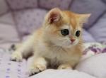 JUSTIN - Scottish Straight Kitten For Sale - Brisbane&comma; CA&comma; US