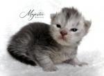 Lucky Charms - Maine Coon Kitten For Sale - 