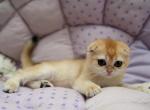 JASMINE - Scottish Fold Kitten For Sale - Brisbane&comma; CA&comma; US