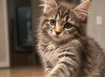 Kitty purry - Maine Coon Kitten For Sale - Monroe&comma; OH&comma; US