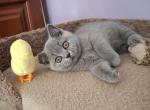 MICKEY - British Shorthair Kitten For Sale - Brisbane&comma; CA&comma; US