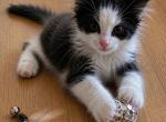 Hairy pawter - Maine Coon Kitten For Sale - Monroe&comma; OH&comma; US