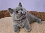 PAULA - British Shorthair Kitten For Sale - Brisbane&comma; CA&comma; US