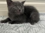 Mila - Scottish Fold Kitten For Sale - 