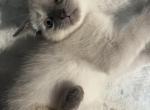 White and gray fur kitten - Siamese Kitten For Sale - 