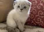 Minnie - Scottish Fold Kitten For Sale - 