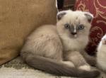 Mickey - Scottish Fold Kitten For Sale - 