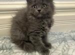 Max - Scottish Fold Kitten For Sale - 