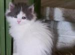 Chris - Persian Kitten For Sale - Bourbonnais&comma; IL&comma; US