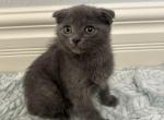 Bella - Scottish Fold Kitten For Sale - 