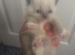 Himalayan kittens Available Now - Himalayan Kitten For Sale - Chicago&comma; IL&comma; US