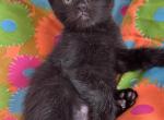 Markos mix Ragdoll & Blue Calico - Ragdoll Kitten For Sale - 