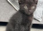 Markos mix Ragdoll & Blue Calico - Ragdoll Kitten For Sale - 