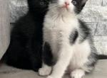 Jonny - Ragdoll Kitten For Sale - Auburn&comma; WA&comma; US