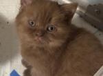 Chocolate Scottish kitten male - Scottish Straight Kitten For Sale - Tacoma&comma; WA&comma; US