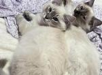Valerie - Ragdoll Kitten For Sale - 