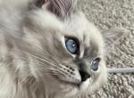 Gucci - Ragdoll Kitten For Sale - 