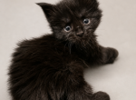 Acadia - Maine Coon Kitten For Sale - 