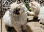 Ragdoll Male Kitten - Ragdoll Cat For Sale - Eagan&comma; MN&comma; US