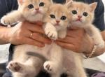 british kittens - British Shorthair Kitten For Sale - 