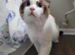 POLYDACTYL RAGDOLL - Ragdoll Cat For Adoption - Forest City&comma; FL&comma; US