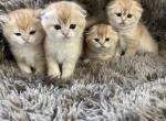 Scottish folds - Scottish Fold Kitten For Sale - 