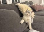 Zoe - Scottish Straight Kitten For Sale - 