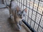 Drewberrymore - Siamese Cat For Sale - Waupaca&comma; WI&comma; US