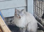 Razz - Siamese Cat For Sale - 