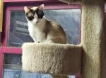 Sheba - Snowshoe Cat For Sale - Waupaca&comma; WI&comma; US
