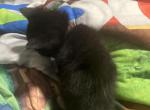oreo - American Shorthair Cat For Sale - N Chesterfld&comma; VA&comma; US