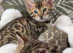 Ruby - Bengal Kitten For Sale - 
