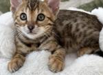 Sapphire - Bengal Kitten For Sale - 