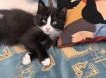 Teacup - Snowshoe Kitten For Adoption - Staten Island&comma; NY&comma; US