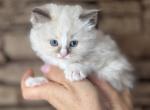 Female Ragdoll Kitten - Ragdoll Kitten For Sale - Warwick&comma; RI&comma; US