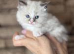 Female Ragdoll Kitten - Ragdoll Kitten For Sale - Warwick&comma; RI&comma; US