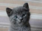 Russian Blue Kittens - Russian Blue Kitten For Sale - Rockford&comma; IL&comma; US