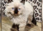 Ragdoll Siberian male kitten - Ragdoll Kitten For Sale - Eagan&comma; MN&comma; US
