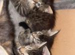 Bengal mixes - Bengal Kitten For Sale - Phoenix&comma; AZ&comma; US