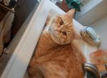 Lucky - British Shorthair Cat For Sale - Brooklyn&comma; NY&comma; US
