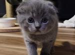 Smokey - Scottish Fold Kitten For Sale - 
