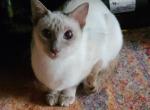 Blue or Lilac Males - Siamese Kitten For Sale - Garner&comma; NC&comma; US