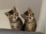 Cute litter of kittens - American Shorthair Kitten For Sale - Battle Ground&comma; WA&comma; US