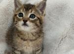 Cute kitty - American Shorthair Kitten For Sale - 